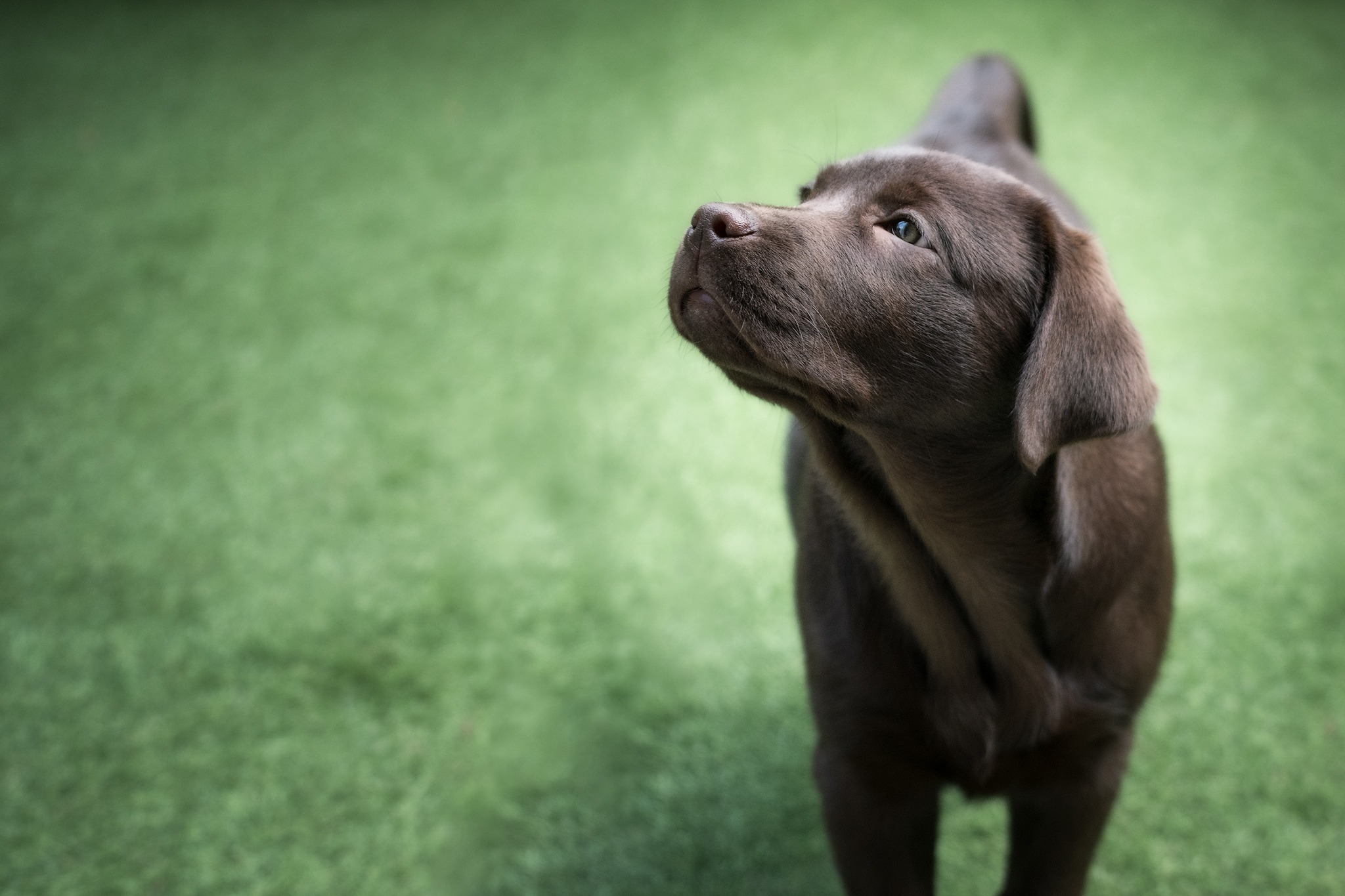 Allevamento Labrador Retriever Expo – MKCD