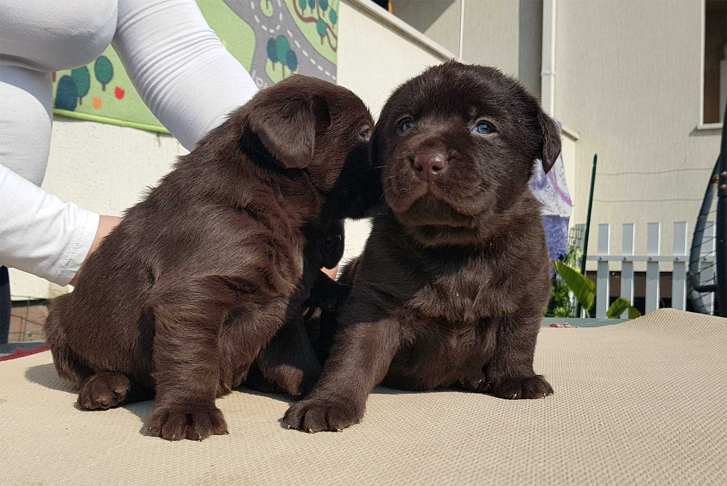 Certificazioni salute dei cuccioli