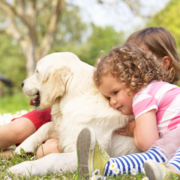 Golden Retriever: cani da allerta medica