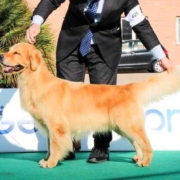 Golden Retriever Americano Marina Lab Golden Retriever Americano Marina Lab